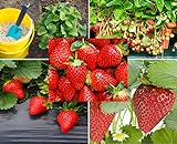 200+ Red Climbing Strawberry Seeds for Planting - Easy to Grow Everbearing Garden Fruit Seeds - Ships from Iowa, USA Photo, bestseller 2024-2023 new, best price $8.49 ($0.03 / Count) review