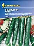 Sperli Gemüsesamen Gurken Saladin, F1, grün Foto, Bestseller 2024-2023 neu, bester Preis 3,34 € Rezension