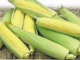Corn, Golden Bantam Yellow Corn, Heirloom, Non-GMO,20 Seeds, Delicious and Sweet Veggie Photo, bestseller 2024-2023 new, best price $1.99 ($0.10 / Count) review