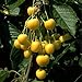 Foto Obstbaum Kirsche Kirschbaum Busch Form gelb Dönissens gelbe Knorpelkirsche - hochwertige Baumschul Qualität direkt vom Fachhändler neu Bestseller 2024-2023