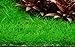 Foto Tropica Aquarium Pflanze Eleocharis acicularis 'Mini Nr.132B TC in Vitro 1-2 Grow Wasserpflanzen Aquariumpflanzen neu Bestseller 2023-2022