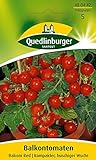 Quedlinburger Tomate 'Balconi Red', 1 Tüte Samen Foto, Bestseller 2024-2023 neu, bester Preis 3,19 € (0,13 € / stück) Rezension
