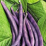 Royal Burgundy Bush Bean Seeds, 30 Heirloom Seeds Per Packet, Non GMO Seeds, Isla's Garden Seeds Photo, bestseller 2024-2023 new, best price $5.99 ($0.20 / Count) review