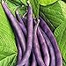 Photo Royal Burgundy Bush Bean Seeds, 30 Heirloom Seeds Per Packet, Non GMO Seeds, Isla's Garden Seeds new bestseller 2023-2022