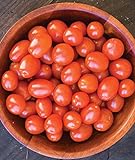 Burpee Napa Grape Tomato Seeds 30 seeds Photo, bestseller 2024-2023 new, best price $8.49 ($0.28 / Count) review