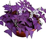 Oxalis Triangularis 10 Bulbs - Purple Shamrocks Lucky Lovely Flowers Bulbs Grows Indoor or Outdoor Photo, bestseller 2024-2023 new, best price $10.90 review