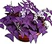 Photo Oxalis Triangularis 10 Bulbs - Purple Shamrocks Lucky Lovely Flowers Bulbs Grows Indoor or Outdoor new bestseller 2023-2022