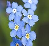 Big Pack - (50,000) French Forget Me Not, Myosotis sylvatica Flower Seeds - Perennial Zone 3-9 - Flower Seeds By MySeeds.Co (Big Pack - Forget Me Not) Photo, bestseller 2024-2023 new, best price $12.95 ($0.00 / Count) review
