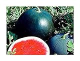 Melone - Wassermelone Sugar Baby - Zucker Baby - 10 Samen Foto, Bestseller 2024-2023 neu, bester Preis 1,70 € Rezension