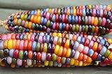 CEMEHA SEEDS - Corn Montana Mix Sweet Non GMO Vegetable for Planting Photo, bestseller 2024-2023 new, best price $6.95 ($0.28 / Count) review