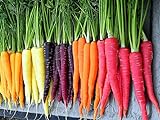 500+ Rainbow Carrot Seeds to Grow - Colorful Blend of Exotic Colored Carrots. Edible Vegetables. Made in USA Photo, bestseller 2024-2023 new, best price $9.99 review