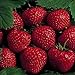 Photo 25 Earliglow Strawberry Plants - Bareroot - The Earliest Berry! new bestseller 2024-2023