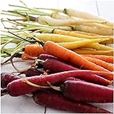 David's Garden Seeds Carrot Rainbow Blend 9334 (Multi) 200 Non-GMO, Open Pollinated Seeds Photo, bestseller 2024-2023 new, best price $3.45 review