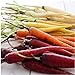Photo David's Garden Seeds Carrot Rainbow Blend 9334 (Multi) 200 Non-GMO, Open Pollinated Seeds new bestseller 2023-2022