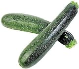 50 Black Beauty Zucchini Summer Squash Cucurbita Pepo Vegetable Seeds Photo, bestseller 2024-2023 new, best price $2.51 ($0.05 / Count) review