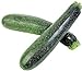 Photo 50 Black Beauty Zucchini Summer Squash Cucurbita Pepo Vegetable Seeds new bestseller 2024-2023