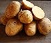 Photo Golden Yukon Nuggets Heirloom Potato Seed 3lbs Virus Free Non GMO new bestseller 2024-2023