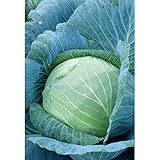 Stonehead Cabbage Seeds (60+ Seed Package) Photo, bestseller 2024-2023 new, best price $6.69 review