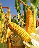 300 Seeds Yellow Dent Corn Kernels Grain Corn Seeds Field Corn for Corn Meal Grinding Planting Heirloom Non-GMO Photo, bestseller 2024-2023 new, best price $10.50 ($148.94 / Ounce) review