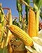 Photo 300 Seeds Yellow Dent Corn Kernels Grain Corn Seeds Field Corn for Corn Meal Grinding Planting Heirloom Non-GMO new bestseller 2023-2022