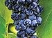 Foto 100pcs / bag Traubenkernen Bonsai Fruchtsamen NON-GMO Süß & Lecker Anlage für Heim & Garten neu Bestseller 2024-2023