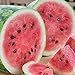 Photo RattleFree Watermelon Seeds for Planting Heirloom and NonGMO Jubilee Watermelon Seeds to Plant in Home Gardens Full Planting Instructions on Each Planting Packet new bestseller 2024-2023