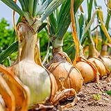 David's Garden Seeds Onion Short-Day Texas Grano 1015Y 1766 (Yellow) 200 Non-GMO, Heirloom Seeds Photo, bestseller 2024-2023 new, best price $4.45 review