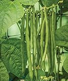 Burpee Kentucky Blue Pole Bean Seeds 2 ounces of seed Photo, bestseller 2024-2023 new, best price $6.50 ($3.25 / Ounce) review