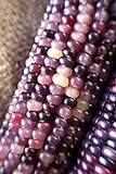 Amethyst Dream Purple Glass Gem Cherokee Indian Corn Heirloom Premium Seed Packet + More Photo, bestseller 2024-2023 new, best price $4.99 review