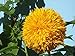 Foto Sonnenblumenkerne 20 / Pack (Helianthus annus) Bio-Hausgarten ohne GVO Sonnige Sonnenblumenkerne Offene bestäubte Samen zum Pflanzen von großen Teddy-Sonnenblumen neu Bestseller 2022-2021