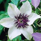 50 White and Purple Clematis Seeds Bloom Climbing Perennial Flowers Seed Flower Vine Climbing Perennial Photo, bestseller 2024-2023 new, best price $9.99 review