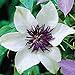 Photo 50 White and Purple Clematis Seeds Bloom Climbing Perennial Flowers Seed Flower Vine Climbing Perennial new bestseller 2024-2023