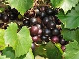 Large Black Muscadine Seed - Self Fertile Native Grape Seeds (0.5gr to 3.0gr) Photo, bestseller 2024-2023 new, best price $13.99 review