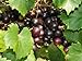 Photo Large Black Muscadine Seed - Self Fertile Native Grape Seeds (0.5gr to 3.0gr) new bestseller 2023-2022