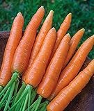 700+ Seeds of Carrot Scarlet Nantes, Daucus carota, Great Flavor, Texture, Uniformity Carrot, Heirloom, Non-GMO Seeds, Open Pollinated, Cool Season Photo, bestseller 2024-2023 new, best price $6.99 review