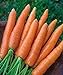 Photo 700+ Seeds of Carrot Scarlet Nantes, Daucus carota, Great Flavor, Texture, Uniformity Carrot, Heirloom, Non-GMO Seeds, Open Pollinated, Cool Season new bestseller 2024-2023