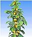 Foto BALDUR Garten Säulen-Kiwi 'Issai', 1 Pflanze selbstfruchtend Stachelbeer-Kiwi winterharte Obstpflanze neu Bestseller 2024-2023