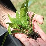 Java Fern Microsorum pteropus Buy 2 Get 1 Free | Beginner Live Aquarium Aquatic Plants Freshwater Plant for Planted Tank , Best Tropical plants for Fish Tanks for Sale Online Photo, bestseller 2024-2023 new, best price $6.79 review