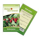 Erdbeerspinat Samen - Chenopodium foliosum - Erdbeerspinatsamen - Gemüsesamen - Saatgut für 200 Pflanzen Foto, Bestseller 2024-2023 neu, bester Preis 1,99 € (0,01 € / stück) Rezension