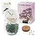 Foto GROW2GO Bonsai Kit incl. eBook GRATUITO - Set con mini invernadero, semillas y tierra - idea de regalo sostenible para los amantes de las plantas (Wisteria) nuevo éxito de ventas 2024-2023