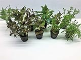 Aquarienpflanzen Set Wasserpflanzen 5 Töpfe. ideal für den Anfänger Foto, Bestseller 2024-2023 neu, bester Preis 19,50 € (3,90 € / stück) Rezension