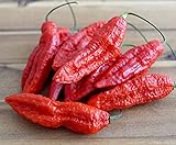 Hot Chili Pfeffer Bhut Jolokia Rot - Pepper - ertragreich - über eine Million Einheiten - 10 Samen Foto, Bestseller 2024-2023 neu, bester Preis 1,60 € Rezension