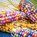 Photo Rosepoem Graines de maïs indien 30 pcs Graines de maïs Graine de maïs arc-en-ciel nouveau best-seller 2022-2021