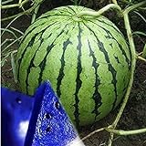 MITRAEE Fresh 100pcs Watermelon Fruit Seeds for Planting Blue Photo, bestseller 2024-2023 new, best price $10.50 review