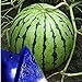 Photo MITRAEE Fresh 100pcs Watermelon Fruit Seeds for Planting Blue new bestseller 2023-2022