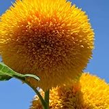 Teddy Bear Sunflower Seeds | 20 Seeds | Exotic Garden Flower | Sunflower Seeds for Planting | Great for Hummingbirds and Butterflies Photo, bestseller 2024-2023 new, best price $6.96 ($0.35 / Count) review