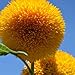 Photo Teddy Bear Sunflower Seeds | 20 Seeds | Exotic Garden Flower | Sunflower Seeds for Planting | Great for Hummingbirds and Butterflies new bestseller 2024-2023