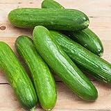 Spacemaster 80 Cucumber Seeds - 50 Count Seed Pack - Non-GMO - Produces Large Numbers of flavorful, Full-Sized Slicing Cucumbers Perfect for The Small Garden. - Country Creek LLC Photo, bestseller 2024-2023 new, best price $2.29 review