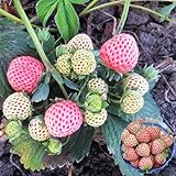 Big Pack Rare Fresh Seeds for Planting (White Strawberry-2000+ Seeds) Photo, bestseller 2024-2023 new, best price $8.99 review