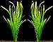 Foto WFW wasserflora 2 Bunde Riesenvallisneria/Vallisneria gigantea Werden Nicht von pflanzenfressenden Fischen gefressen neu Bestseller 2024-2023